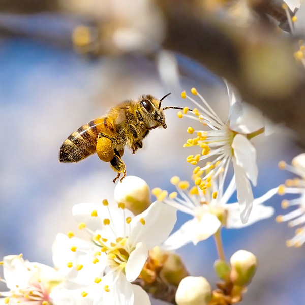 Biene nähert sich einer Kirschblüte